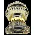 thumbnail image 3 of 14K Gold Plated Grillz Lower Bottom Plain Teeth Grills, 3 of 4
