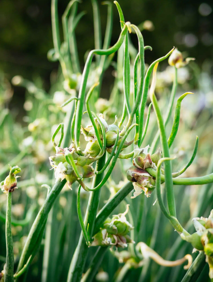100 Onion Seeds Top Sets Egyptian Walking Onions for Planting, Onion Perennial Seeds for Outdoor Garden