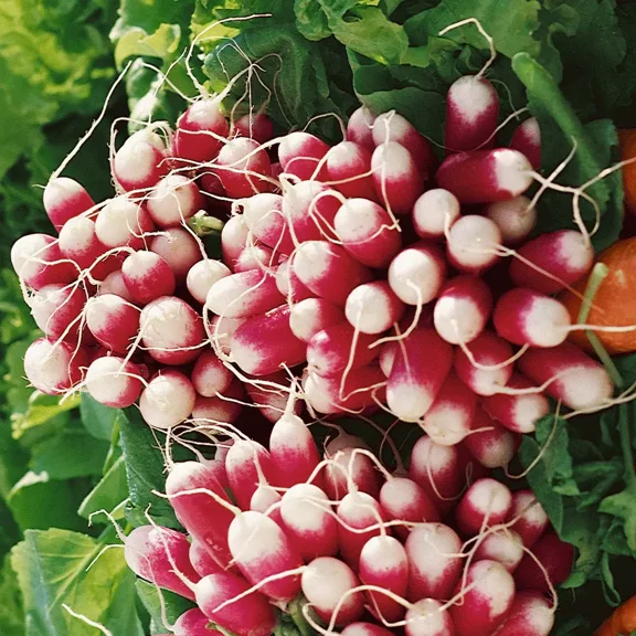 500 French Breakfast Radish Seeds - Non-GMO Heirloom Radish - FAST and EASY!