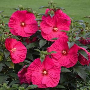 Perennial Hibiscus - Hibiscus-Summer-in-Paradise - 5