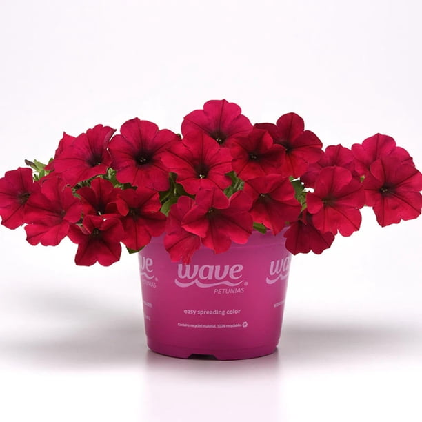 Wave Spreading Petunia