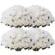 thumbnail image 1 of Flores Artificiales Jefuzh 100 PCS Rosas de Seda Blancas al Por Mayor, 1 of 7