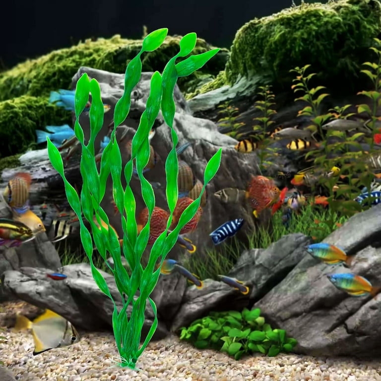 Seaweed for cheap fish tanks