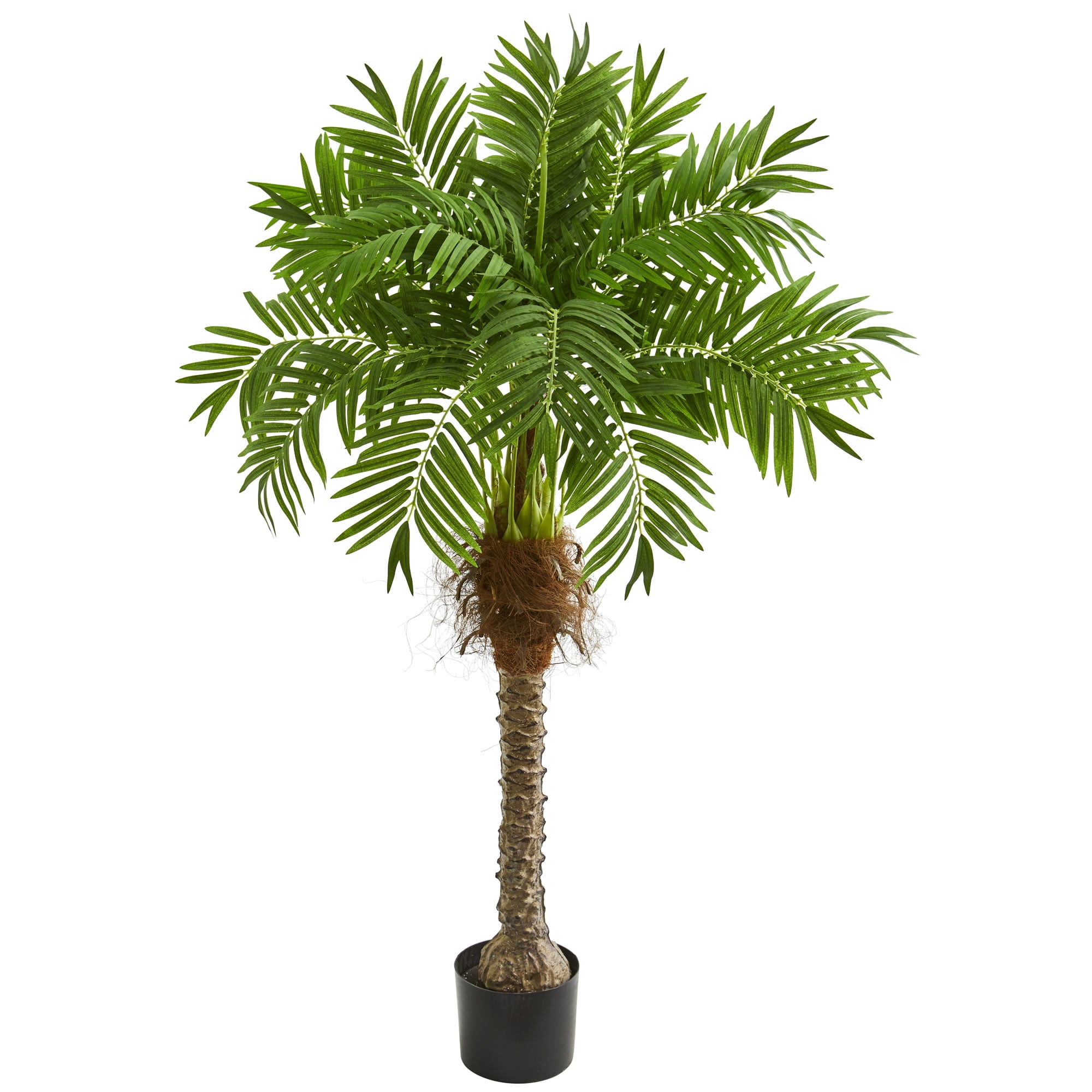 buy a snake plant SNAKE PLANT SANSEVIERIA 8in main image 0
