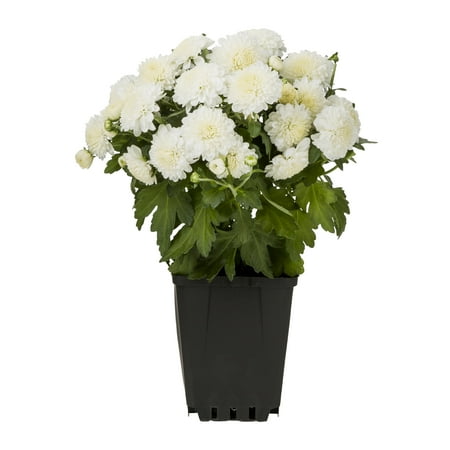 Expert Gardener 1.25QT White Mum Live Plant in Grower Pot