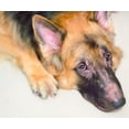 thumbnail image 4 of Simply Sage Pet Skin Salve Balm, 4 of 7