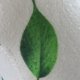 thumbnail image 4 of Gorro de ducha de fieltro suave y grueso para baño, Sauna, absorbe la humedad, gorro de fieltro con Abanopi Blanco, 4 of 7