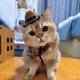 thumbnail image 2 of Western Cowboy Hat Cat Hat Cool Dog Small Dog Accessories Headwear British Shorthair Funny Pet Photo Props, 2 of 2