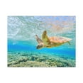 thumbnail image 1 of Funny Turtle Silly Turtle Scene Outside Wall Art Ready to Hang Unframed, 1 of 7