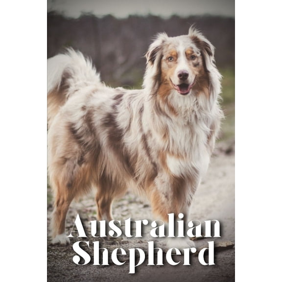 Australian Shepherd: How to train your dog and raise from puppy correctly, (Paperback)