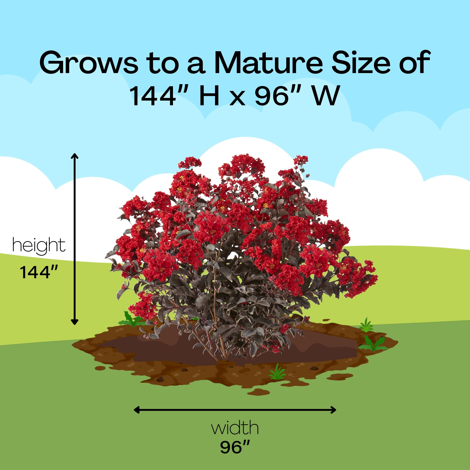 Black Diamond Blooms Best Red Crape Myrtle Live Shrub in 2.25-Gallon Grower Pot