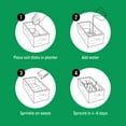 thumbnail image 4 of The Cat Ladies Organic Cat Grass Growing Kit with Natural Chews, White Wooden Planter, 4 of 10