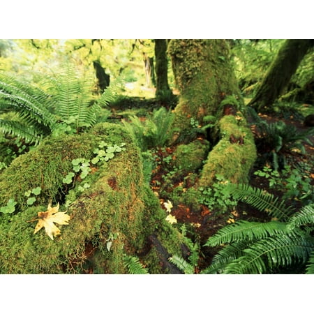 View of Hoh Rainforest, Olympic Peninsula, Olympic National Park, Washington State, USA Print Wall Art By Michele