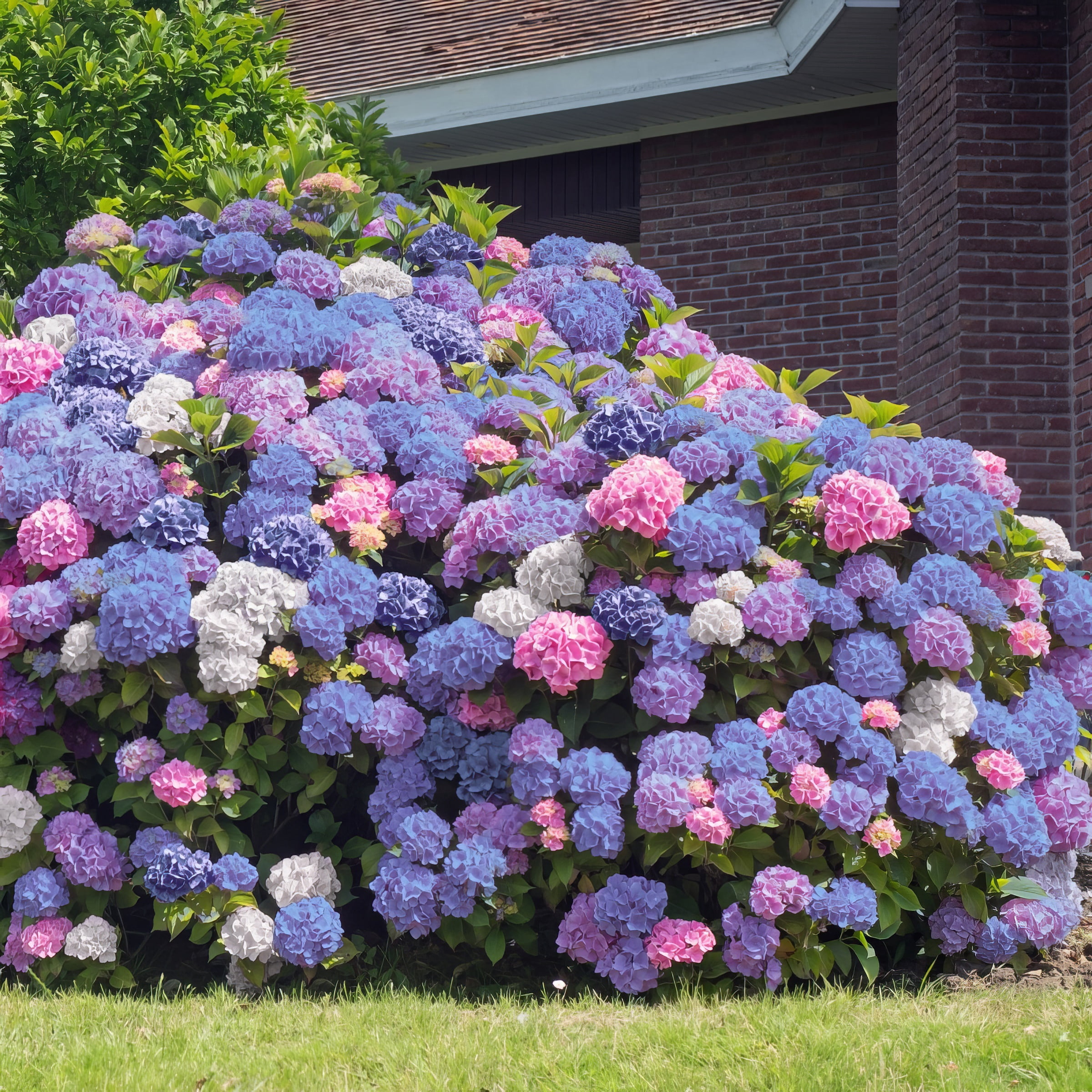 4" Hydrangea '3N1' Live Shrub with Partial Sunlight (3-Pack)