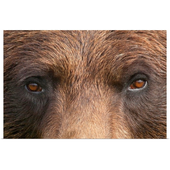 Great BIG Canvas | Rolled Doug Lindstrand Poster Print entitled Close up of a female Brown bear's face at the Alaska Wildlife Conservation Center