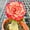 D, variant on Desert Rose, Low Maintenance - Easy Grow - Ideal for Beds Borders, Plant Pots & Planters