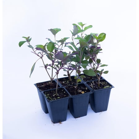 1 Arabian Lilac, Vitex trifolia 'Purpurea', Live Plants, Thriving in 2.5” Nursery Cubes, Striking Color, Attracts Pollinators