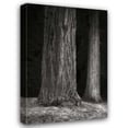 thumbnail image 1 of Vitaly Geyman 28x40 Gallery Wrapped Canvas Wall Art Titled - Ancient Forest II BandW, 1 of 4