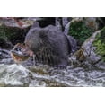 thumbnail image 2 of Engelbrecht, Jim 32x23 Black Ornate Wood Framed with Double Matting Museum Art Print Titled - Black Bear-Salmon run-Anan Creek Wrangell-Alaska-USA, 2 of 4