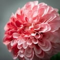 thumbnail image 2 of 29.5"H Sullivans Coral Dahlia Flower Stem, Pink, 2 of 3