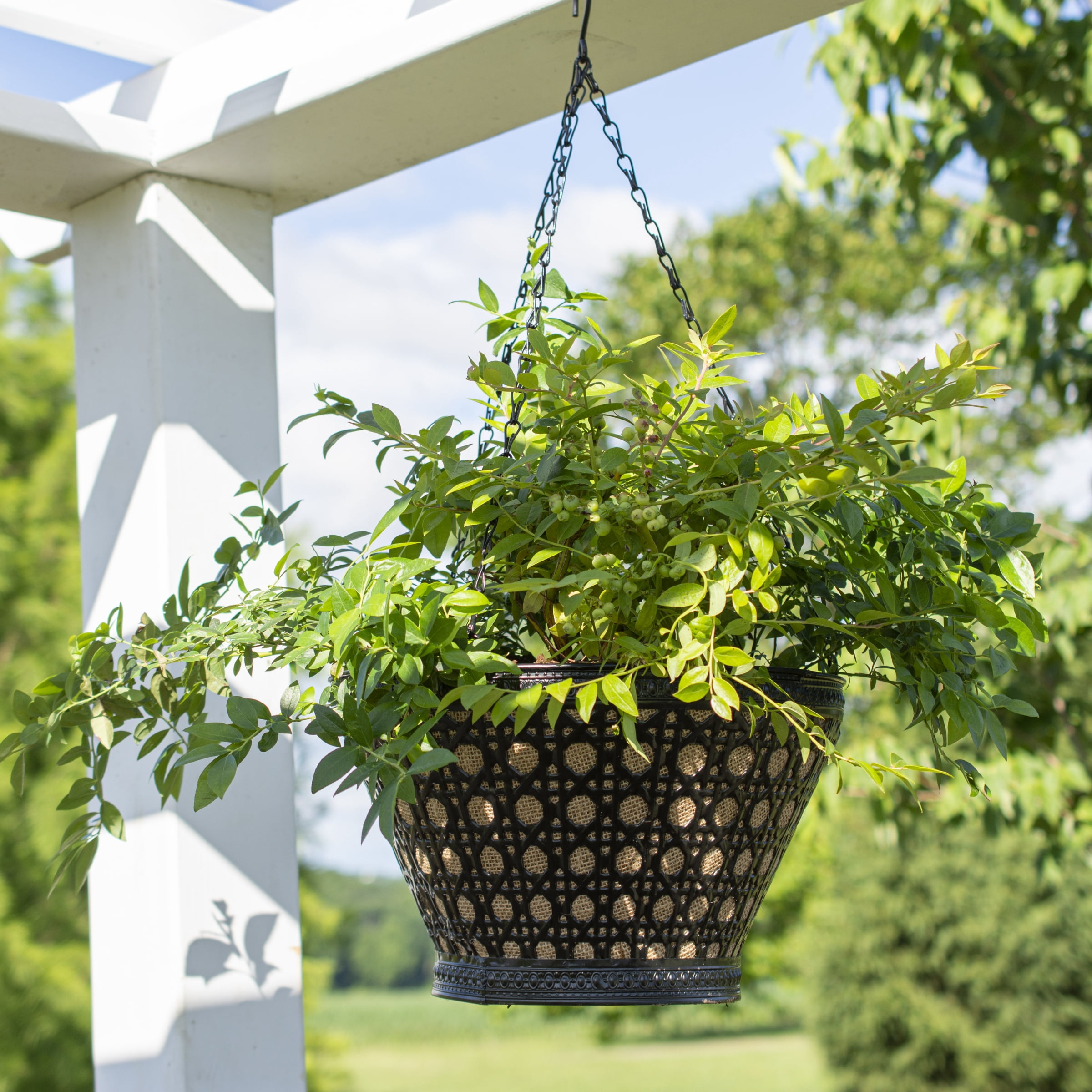 National Plant Network 1 gal. Bushel & Berry Midnight Cascade Blueberry Plant