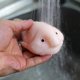 thumbnail image 4 of Pull, stretch & squeeze stress blob fish toy, sensory fish facial expressions, cute anxiety relieving toy, stress reducing anxiety relief., 4 of 5