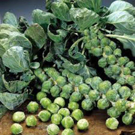 Brussel Sprouts Seed, Long Island Improved, Heirloom, Non GMO, 500 Seeds, Early Delicious Veggie Country Creek Acres