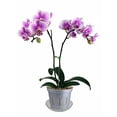 thumbnail image 3 of 4" Slotted Clear Orchid Pots - 3 Pack (White Pearl), 3 of 4