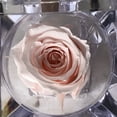 thumbnail image 3 of Mini rosa preservada Mina’an-flor eterna en cajita de regalo color Pink Champagne, 3 of 4