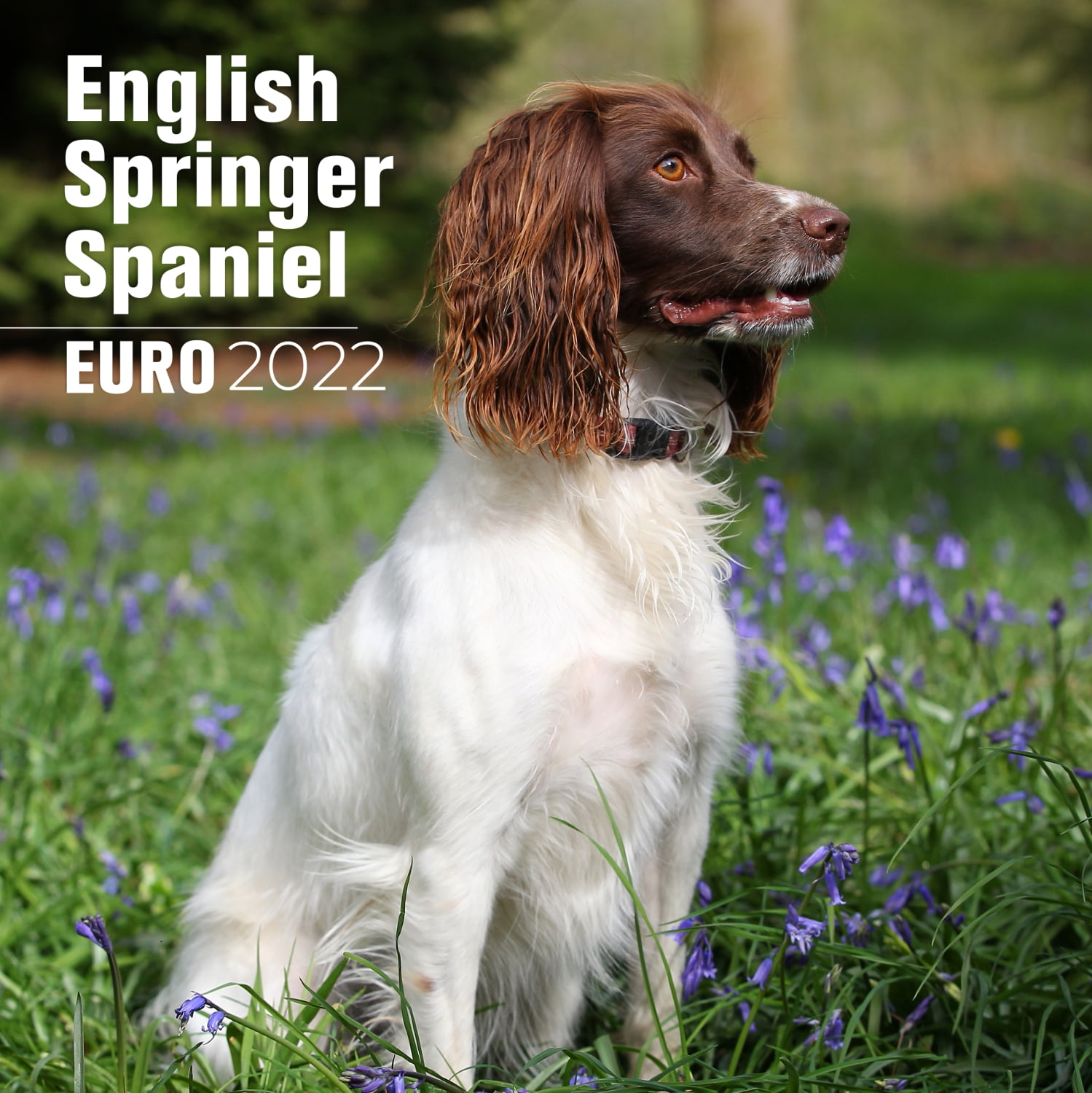 english-springer-spaniel-euro-calendar-2021-english-springer