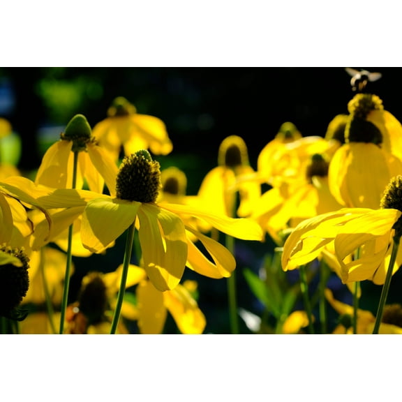 100 YELLOW CONEFLOWER Ratibida Pinnata Flower Seeds