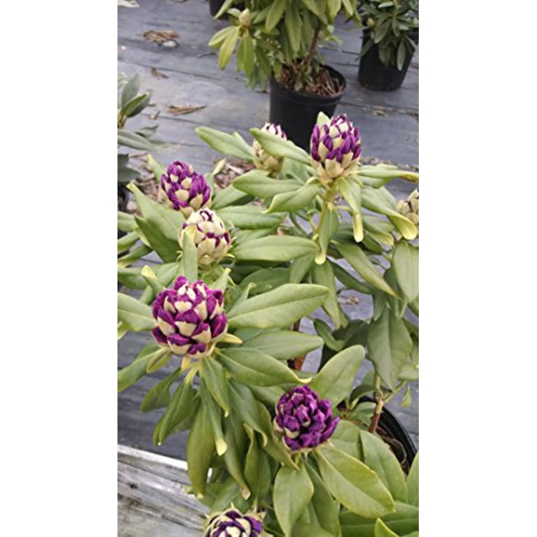 Rhododendron, Polar Night Rhododendron