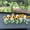 20pcsA+B, variant on 20pcs Spring Wobbly Flower Car Dashboard Ornament Interior Decor Shaking Head Sunflower Car Accessories Rearview Mirror Steering Wheel Decoration Cute Car Decor for Home Office Desk (20pcsA+B)
