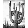 thumbnail image 2 of Adams, Ansel 12x14 Gold Ornate Wood Framed with Double Matting Museum Art Print Titled - View of cactus and surrounding area Saguaros, Saguaro National Monument, Arizona, ca. 1941-1942, 2 of 4