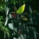thumbnail image 3 of 2PC Colorful Bird Garden Birds Wind Chimes Window Balcony Hummingbird Decoration Hanging Window Pendant Family Window Decoration, 3 of 5