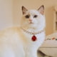 thumbnail image 4 of Collar ajustable con gema de flujo único para mascotas, para gatos y perros, con agua rojo, 4 of 8