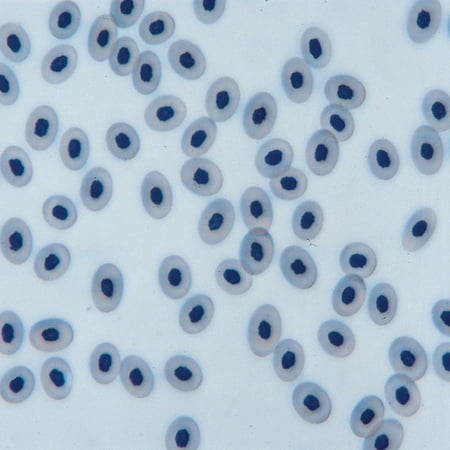 Frog Blood Film Slide  Smear  H&E price history on PriceWatchPro