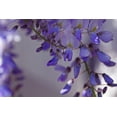 thumbnail image 2 of Crane, Rita 24x17 White Modern Wood Framed Museum Art Print Titled - Delicate Wisteria I, 2 of 4