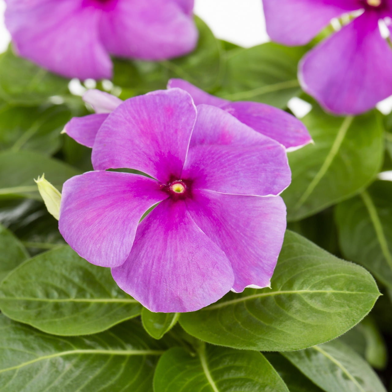 Expert Gardener Blue Vinca Live Annual Plant, 3-Pack, 2QT, Full Sun
