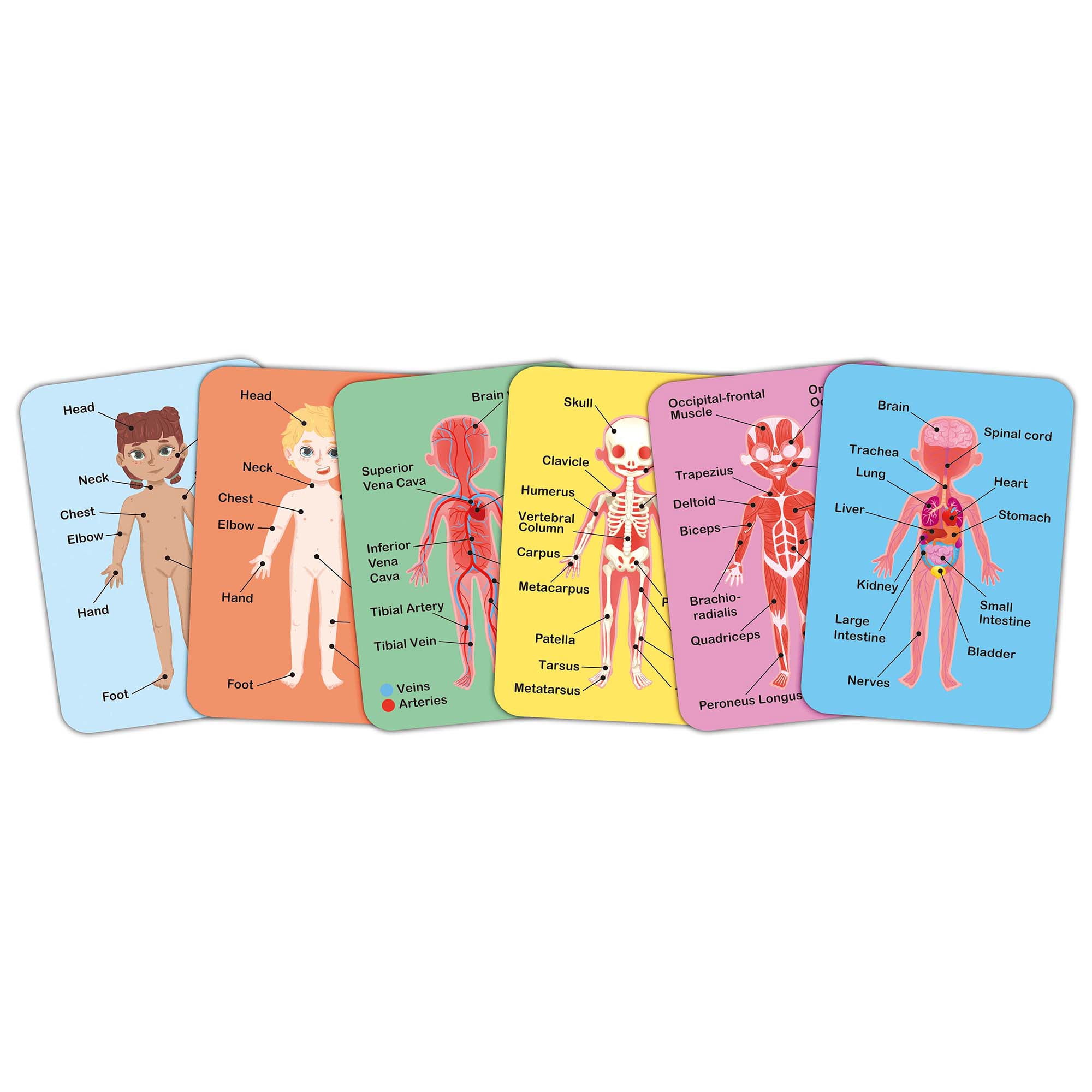 Hape: Human Body Magnetic Puzzle - 68pc - 6 Human Anatomy Cards, Colorful Magnet Jigsaw Pieces, Boy & Girl, Skeleton, Preschool Learning, Kids Ages 3+