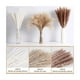 thumbnail image 4 of Pampas Secas 60 Pzs Plantas Decorativas Flores Artificiales beige/cafe, 4 of 4