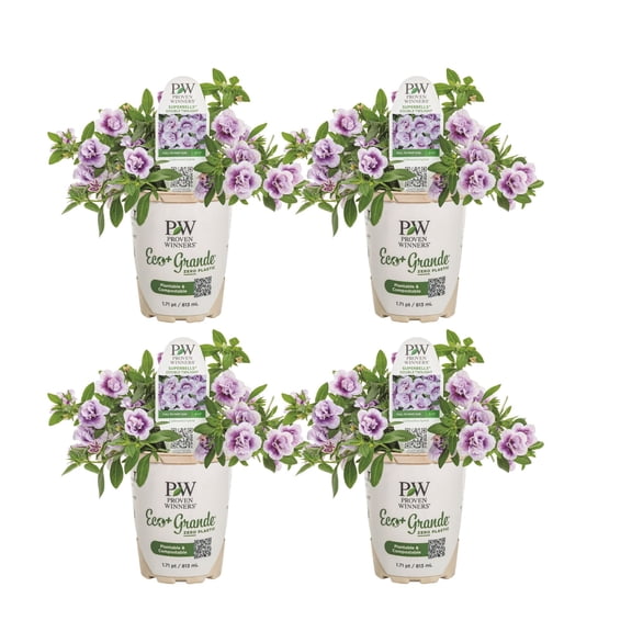 Proven Winners 4" Purple Superbells Double Twilight Calibrachoa Live Plant in 4.25" Pot (4 Count)