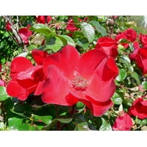 30 * SEEDS * JAPANESE RED ROSE Bush Rosa Rugosa Rubra Rugrose Fragrant Flower