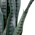 thumbnail image 6 of Northlight Real Touch™️ Artificial Two Tone Potted Snake Plant - 29", 6 of 9