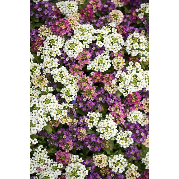 Green River Seeds 25 Sweet Alyssum Pastel Mix Seeds - Tiny Colorful Flowers for Spring and Fall Gardening, Ideal for Hanging Baskets and Pathways
