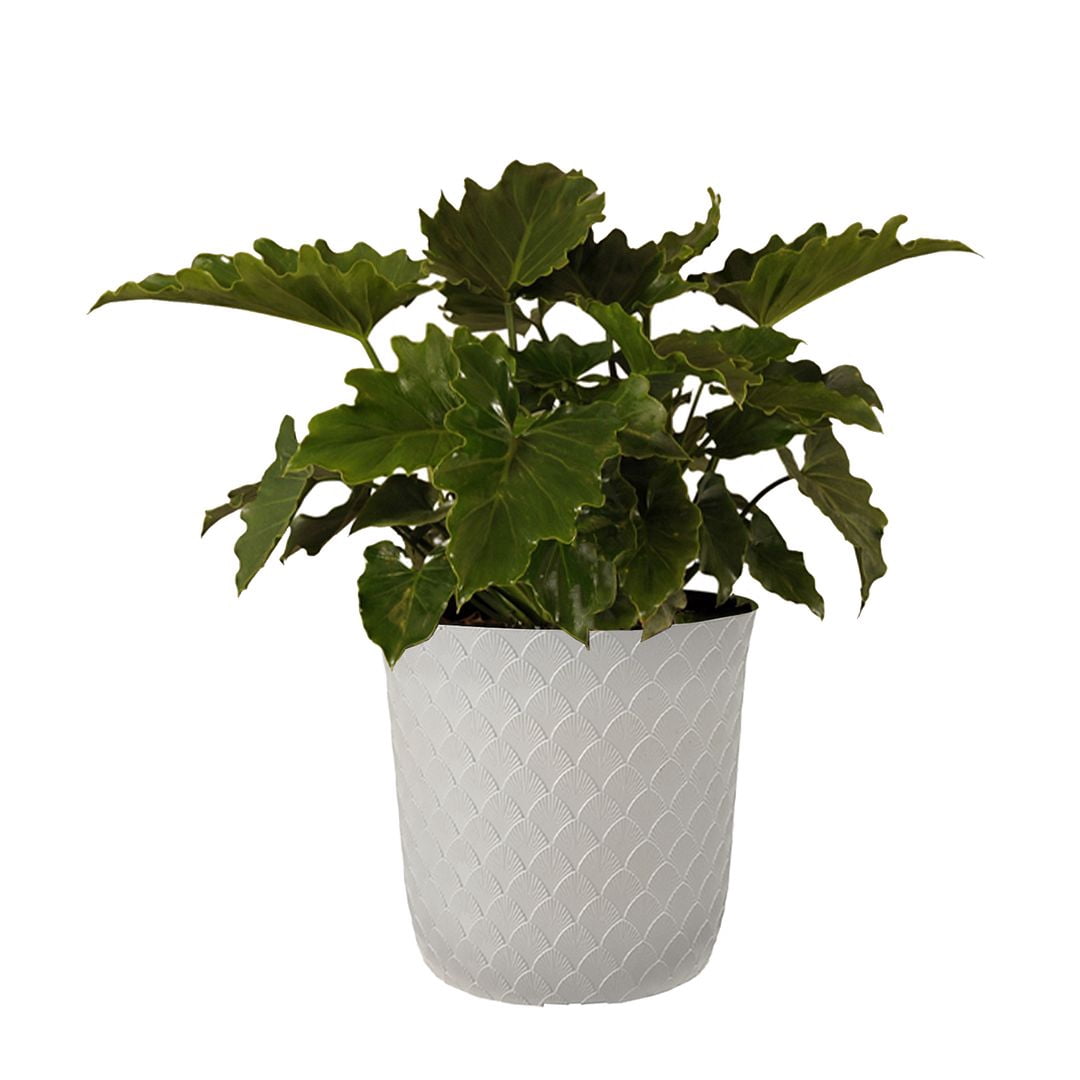 United Nursery Live Philodendron Selloum Houseplant 24-28in Tall in 10 inch White Bayside Decor Pot