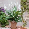 thumbnail image 3 of Brighter Blooms - Peace Lily Plant, 6 inch - No Shipping To AK, AZ, HI, 3 of 5