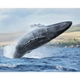 thumbnail image 2 of Hawaii Maui Humpback Whale Breaching With Island In The Background. by M Swiet Productions / Design Pics, 2 of 4