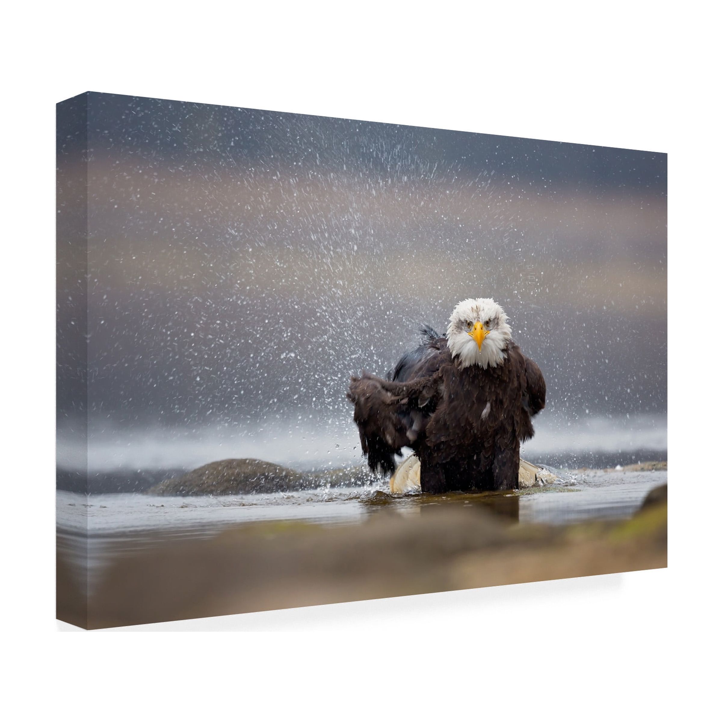 Milan Zygmunt 'Bald Eagle' Canvas Art