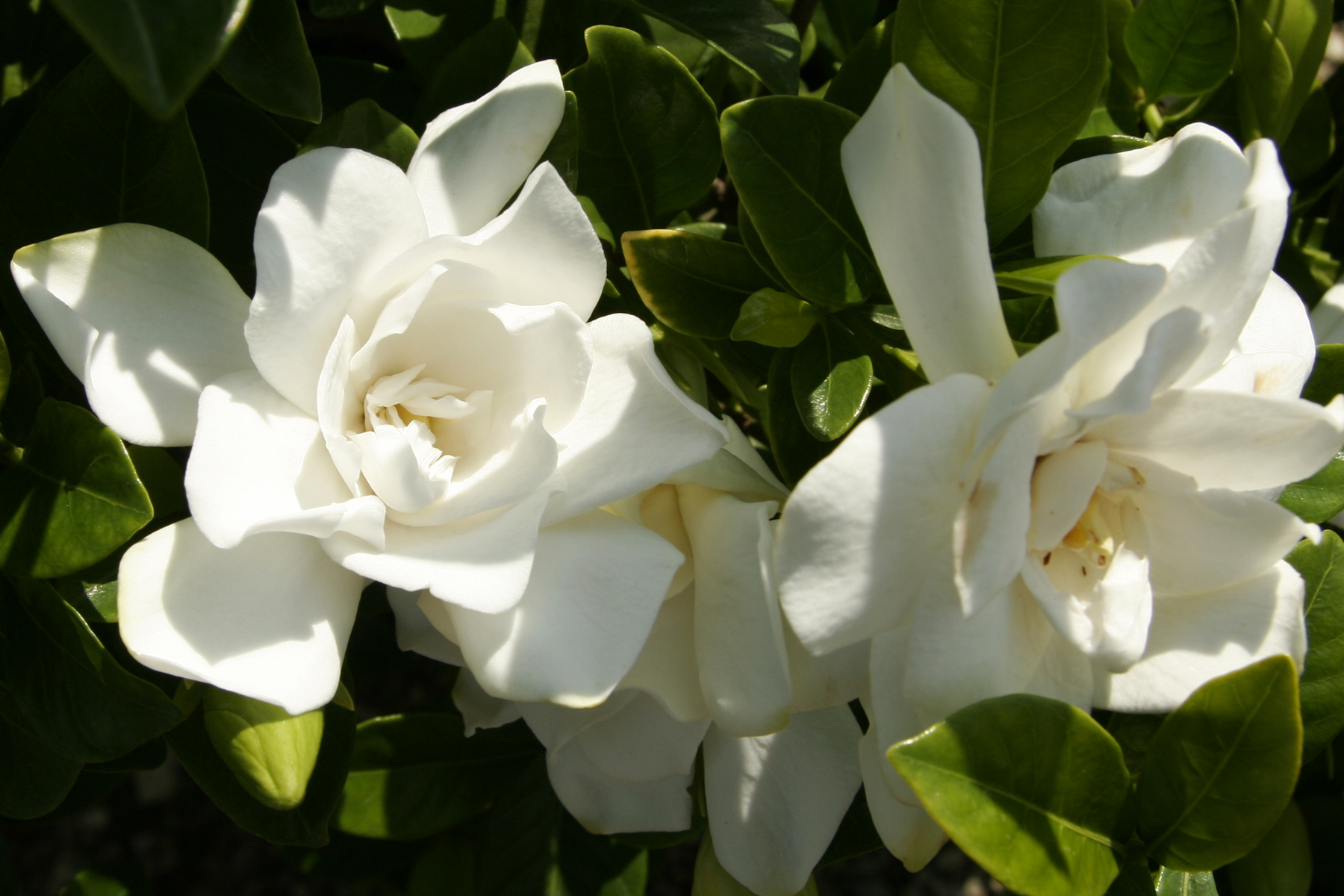 Southern Living Gardenia 3G White Flowering Shrub Full Sun